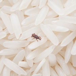 米蟲